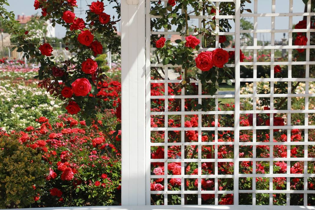 Doğanın en güzel tonları Karatay’da! Her detayıyla hayran bırakıyor 7